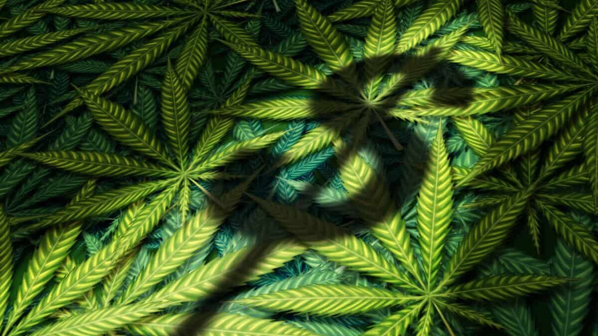 Cannabis business and marijuana industry concept as the shadow of a dollar sign on a group of leaves